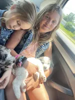 PRINCESS IRIS, a female Miniature Goldendoodle for sale in Hastings, MI – Photo 4 of 10