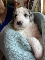 PRINCESS IRIS, a female Miniature Goldendoodle for sale in Hastings, MI – Photo 10 of 10