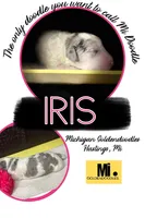 PRINCESS IRIS, a female Miniature Goldendoodle for sale in Hastings, MI – Photo 7 of 10