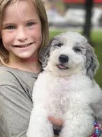 PRINCESS IRIS, a female Miniature Goldendoodle for sale in Hastings, MI – Photo 2 of 10