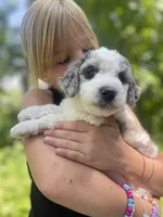 PRINCESS IRIS, a female Miniature Goldendoodle for sale in Hastings, MI – Photo 8 of 10