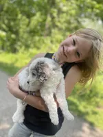 PRINCESS IRIS, a female Miniature Goldendoodle for sale in Hastings, MI – Photo 5 of 10