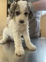 PRINCESS IRIS, a female Miniature Goldendoodle for sale in Hastings, MI – Photo 6 of 10