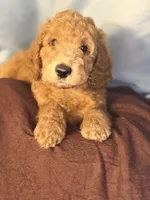 Nugget- Nugs- Blue Boy, a male Goldendoodle and Miniature Goldendoodle for sale in Hastings, MI – 4 of 8