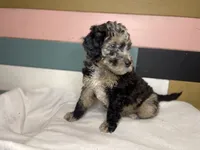 RUDOLPH, a male Goldendoodle for sale in Hastings, MI – Photo 3 of 10