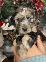 RUDOLPH, a male Goldendoodle for sale in Hastings, MI – Photo 6 of 10