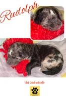 RUDOLPH, a male Goldendoodle for sale in Hastings, MI – Photo 8 of 10