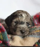 RUDOLPH, a male Goldendoodle for sale in Hastings, MI – Photo 7 of 10