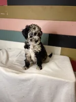 RUDOLPH, a male Goldendoodle for sale in Hastings, MI – Photo 1 of 10