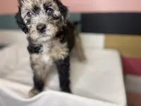 RUDOLPH, a male Goldendoodle for sale in Hastings, MI – Photo 5 of 10