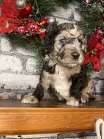 RUDOLPH, a male Goldendoodle for sale in Hastings, MI – Photo 9 of 10