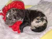 RUDOLPH, a male Goldendoodle for sale in Hastings, MI – Photo 10 of 10