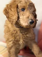 Shortcake - Purple Girl, a female Goldendoodle and Miniature Goldendoodle for sale in Hastings, MI – 2 of 3