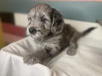 NOEL, a female Miniature Goldendoodle for sale in Hastings, MI – Photo 2 of 10