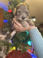 NOEL, a female Miniature Goldendoodle for sale in Hastings, MI – Photo 10 of 10