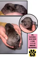 NOEL, a female Miniature Goldendoodle for sale in Hastings, MI – Photo 6 of 10