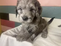 NOEL, a female Miniature Goldendoodle for sale in Hastings, MI – Photo 1 of 10