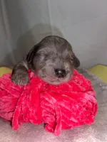 NOEL, a female Miniature Goldendoodle for sale in Hastings, MI – Photo 9 of 10