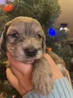 NOEL, a female Miniature Goldendoodle for sale in Hastings, MI – Photo 5 of 10