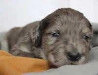 NOEL, a female Miniature Goldendoodle for sale in Hastings, MI – Photo 7 of 10