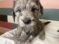 NOEL, a female Miniature Goldendoodle for sale in Hastings, MI – Photo 3 of 10