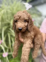 Strawberry - PINK GIRL, a female Goldendoodle and Miniature Goldendoodle for sale in Hastings, MI – 2 of 5