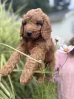 Strawberry - PINK GIRL, a female Goldendoodle and Miniature Goldendoodle for sale in Hastings, MI – 3 of 5
