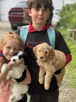 Dahlia-PRICE DROP, a female Miniature Goldendoodle for sale in Hastings, MI – Photo 9 of 10