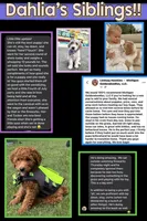 Dahlia-PRICE DROP, a female Miniature Goldendoodle for sale in Hastings, MI – Photo 2 of 10