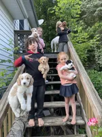 Dahlia-PRICE DROP, a female Miniature Goldendoodle for sale in Hastings, MI – Photo 6 of 10