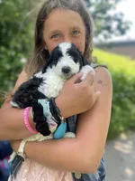 Dahlia-PRICE DROP, a female Miniature Goldendoodle for sale in Hastings, MI – Photo 3 of 10