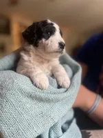 Dahlia-PRICE DROP, a female Miniature Goldendoodle for sale in Hastings, MI – Photo 5 of 10