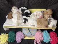 Dahlia-PRICE DROP, a female Miniature Goldendoodle for sale in Hastings, MI – Photo 8 of 10