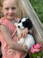 Dahlia-PRICE DROP, a female Miniature Goldendoodle for sale in Hastings, MI – Photo 7 of 10