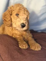 Nugget- Nugs- Blue Boy, a male Goldendoodle and Miniature Goldendoodle for sale in Hastings, MI – 1 of 8