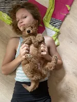Nugget- Nugs- Blue Boy, a male Goldendoodle and Miniature Goldendoodle for sale in Hastings, MI – 7 of 8