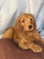 Scotti Biscotti-Red Boy, a male Goldendoodle and Miniature Goldendoodle for sale in Hastings, MI – 3 of 5