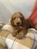 Strawberry - PINK GIRL, a female Goldendoodle and Miniature Goldendoodle for sale in Hastings, MI – 3 of 5