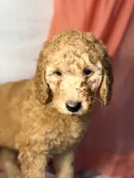 Blueberry- Cream Girl, a female Goldendoodle and Miniature Goldendoodle for sale in Hastings, MI – 3 of 4