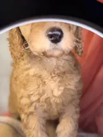 Blueberry- Cream Girl, a female Goldendoodle and Miniature Goldendoodle for sale in Hastings, MI – 4 of 4