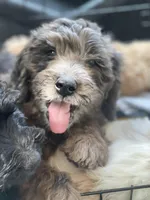 Babylon-price drop, a female Goldendoodle for sale in Hastings, MI – Photo 1 of 7