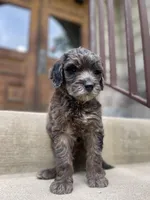 Babylon-price drop, a female Goldendoodle for sale in Hastings, MI – Photo 4 of 7