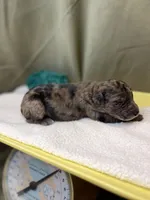 Babylon-price drop, a female Goldendoodle for sale in Hastings, MI – Photo 7 of 7