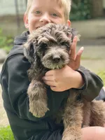 Babylon-price drop, a female Goldendoodle for sale in Hastings, MI – Photo 2 of 7