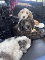 Babylon-price drop, a female Goldendoodle for sale in Hastings, MI – Photo 3 of 7