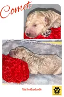 COMET, a male Miniature Goldendoodle for sale in Hastings, MI – Photo 5 of 10