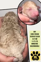 COMET, a male Miniature Goldendoodle for sale in Hastings, MI – Photo 6 of 10