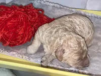 COMET, a male Miniature Goldendoodle for sale in Hastings, MI – Photo 4 of 10