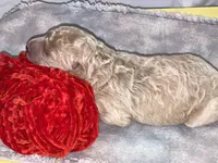 COMET, a male Miniature Goldendoodle for sale in Hastings, MI – Photo 8 of 10