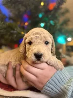 COMET, a male Miniature Goldendoodle for sale in Hastings, MI – Photo 1 of 10
